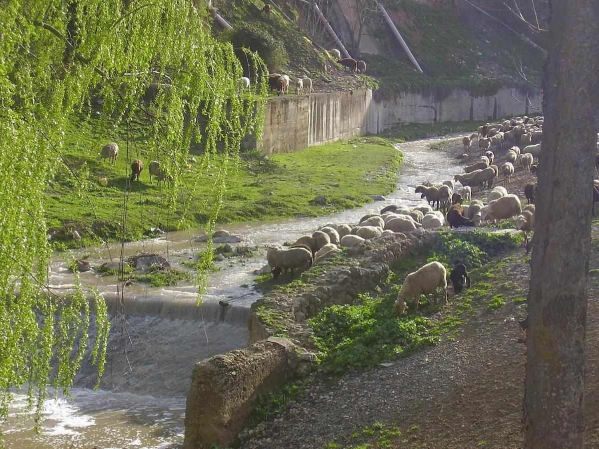 El Cortijuelo * Escoznar